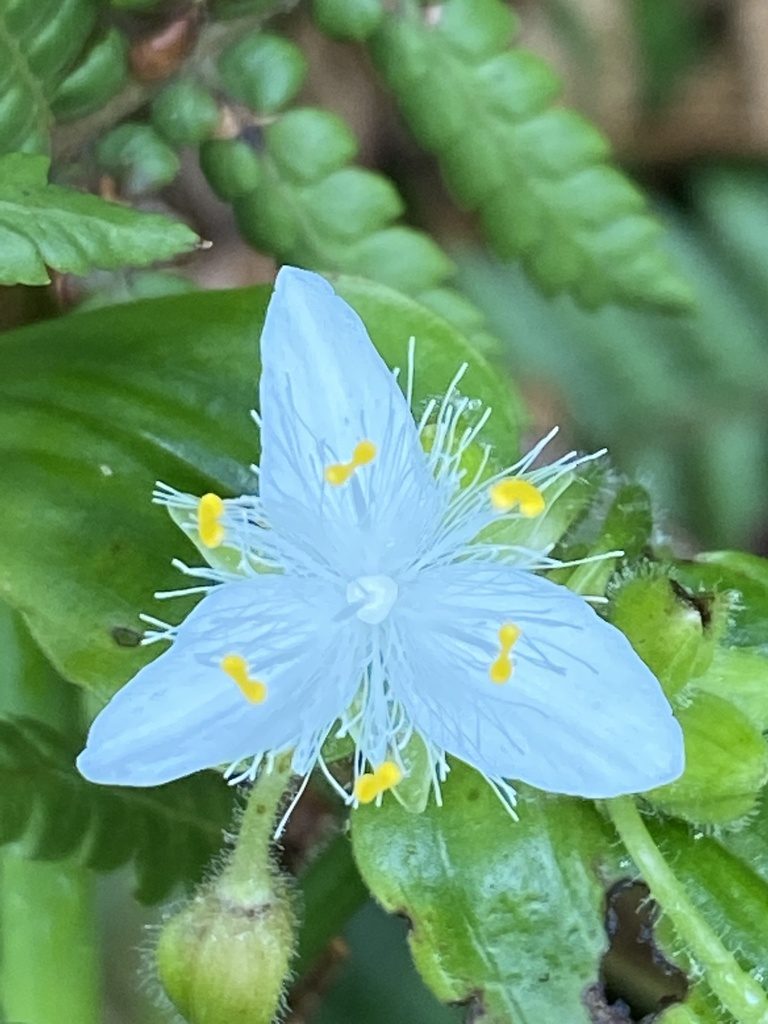 Tradescantia atlantica, photographed by Jean-Paul Boerekamps