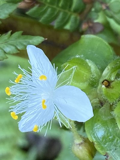 Tradescantia atlantica, photographed by Jean-Paul Boerekamps