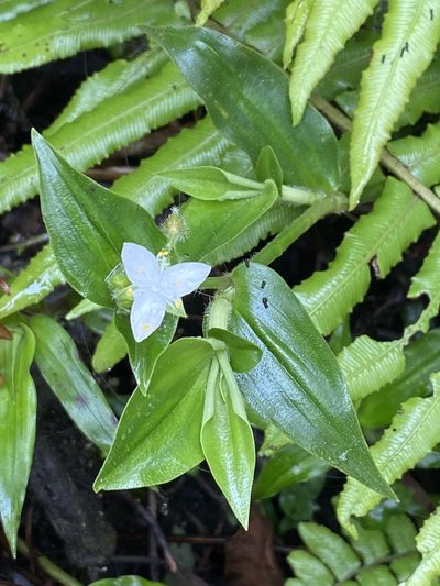 Tradescantia atlantica, photographed by Jean-Paul Boerekamps