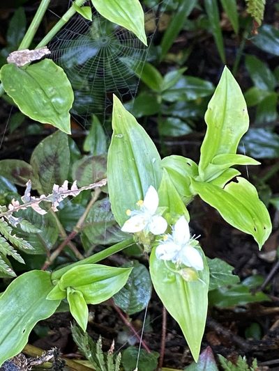 Tradescantia atlantica, photographed by Jean-Paul Boerekamps