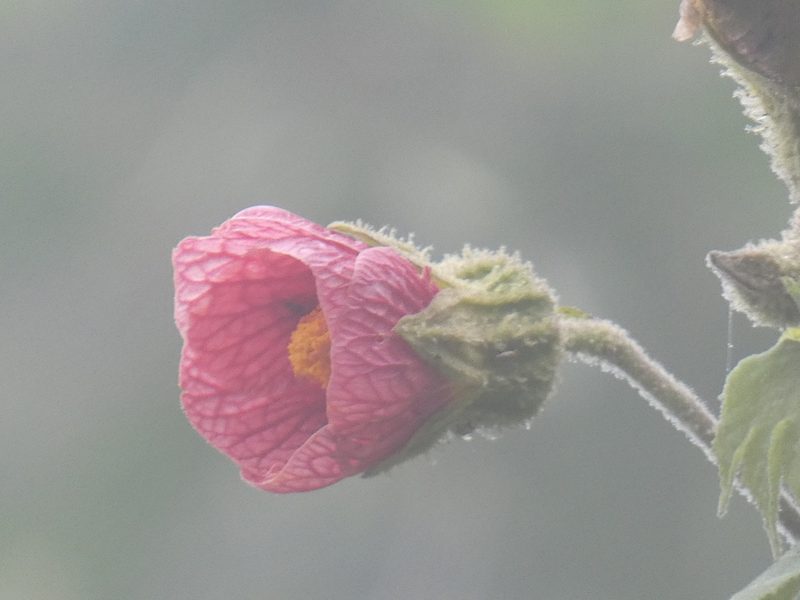 Callianthe regnellii, photographed by Jean-Paul Boerekamps