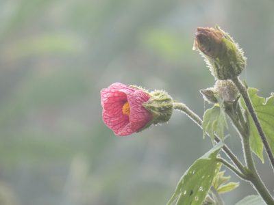 Callianthe regnellii, photographed by Jean-Paul Boerekamps