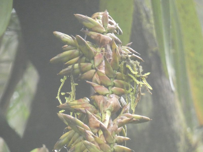 Vriesea thyrsoidea, photographed by Jean-Paul Boerekamps