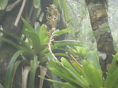 Vriesea thyrsoidea, photographed by Jean-Paul Boerekamps