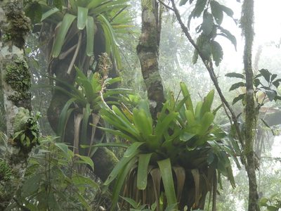 Vriesea thyrsoidea, photographed by Jean-Paul Boerekamps