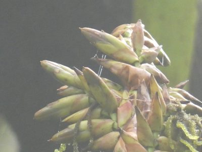 Vriesea thyrsoidea, photographed by Jean-Paul Boerekamps