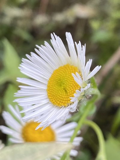 Leptostelma maximum, photographed by Jean-Paul Boerekamps