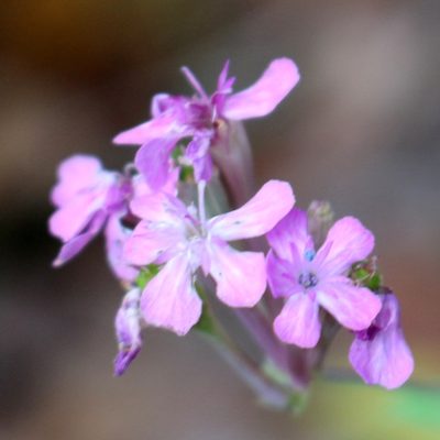 Atocion compactum, photographed by Юрий Данилевский (Yuriy Danilevsky)