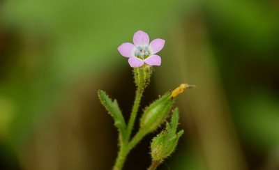 Gilia crassifolia, photographed by Guillermo Debandi