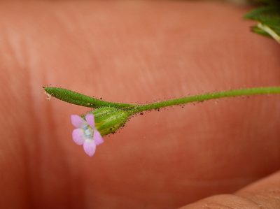Gilia crassifolia, photographed by Guillermo Debandi
