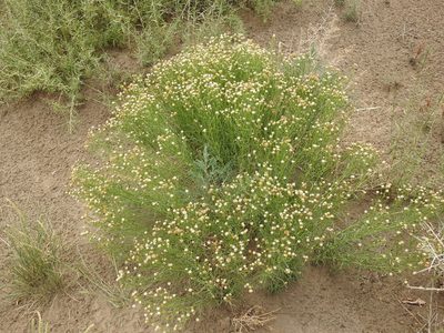 Baccharis darwinii, photographed by Guillermo Debandi