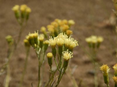 Senecio filaginoides, photographed by Guillermo Debandi