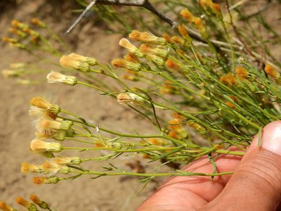 Baccharis darwinii, photographed by Guillermo Debandi