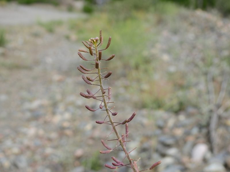 Descurainia erodiifolia, photographed by Guillermo Debandi