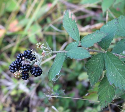 Rubus canescens, photographed by Юрий Данилевский (Yuriy Danilevsky)