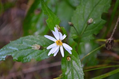 Eurybia chlorolepis, photographed by Evan M. Raskin