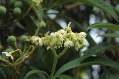 Solanum oblongifolium, photographed by Andrés Ramírez-Barrera