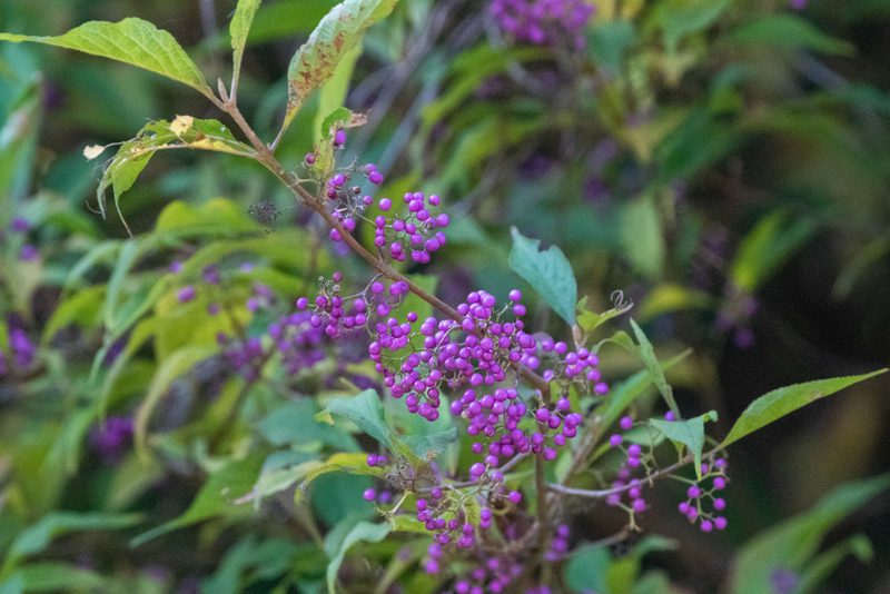 Callicarpa japonica, photographed by WATANABE Hitoshi 渡辺仁