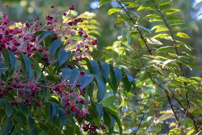 Staphylea japonica, photographed by WATANABE Hitoshi 渡辺仁