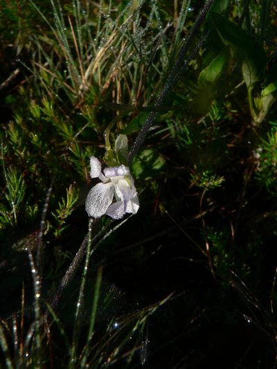 Viola lactea, photographed by Yves Bas
