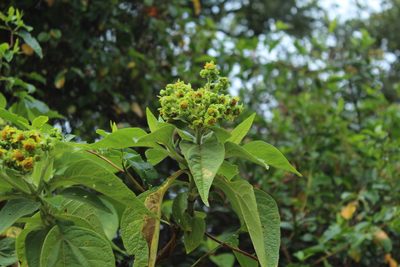 Smallanthus pyramidalis, photographed by Andrés Ramírez-Barrera