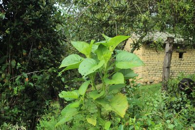 Smallanthus pyramidalis, photographed by Andrés Ramírez-Barrera