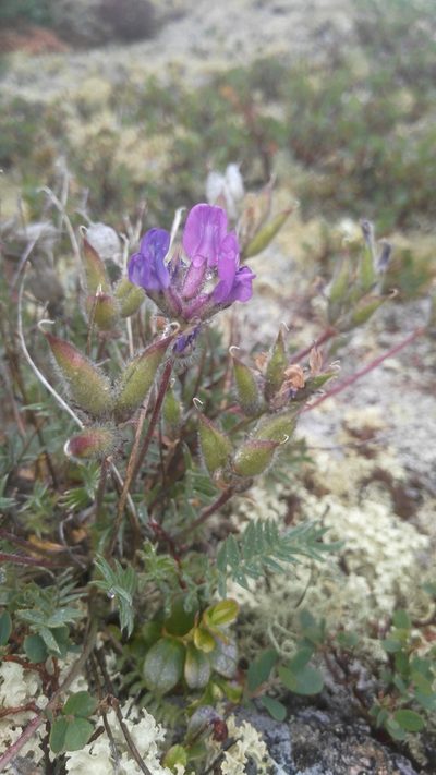 Oxytropis alpicola, photographed by Юлия