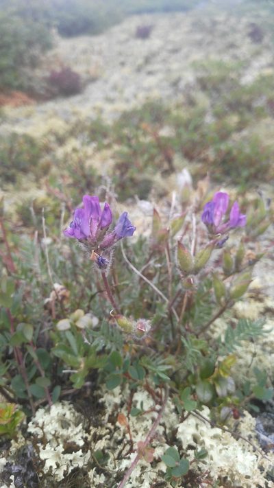 Oxytropis alpicola, photographed by Юлия