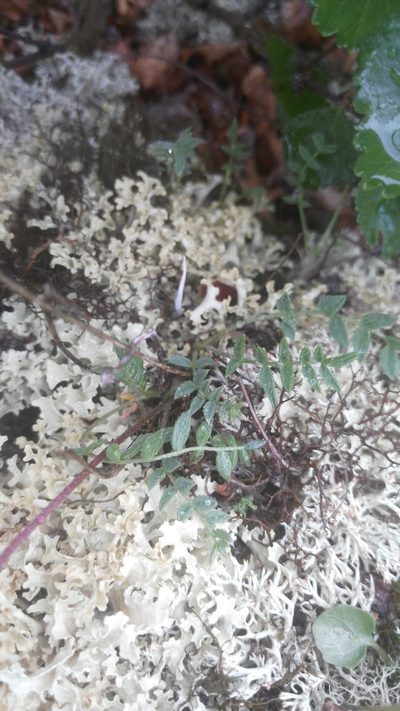Oxytropis alpicola, photographed by Юлия