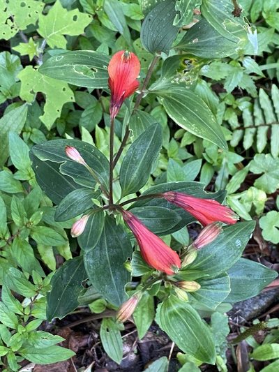 Alstroemeria cunha, photographed by Jean-Paul Boerekamps