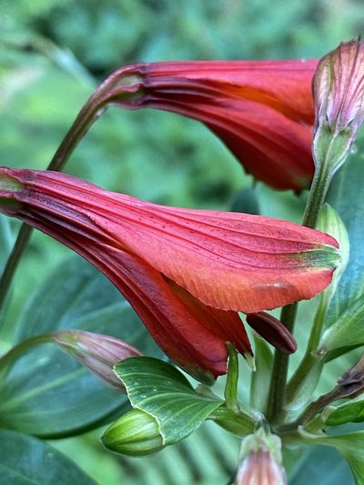 Alstroemeria cunha, photographed by Jean-Paul Boerekamps
