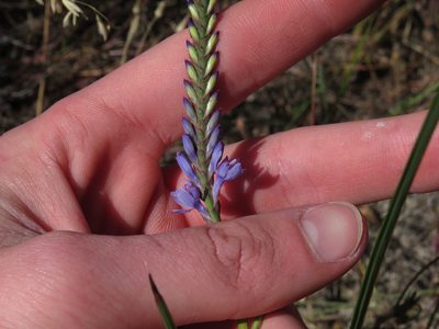 Micranthus alopecuroides, photographed by Jeremy Gilmore
