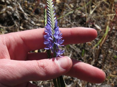 Micranthus alopecuroides, photographed by Jeremy Gilmore