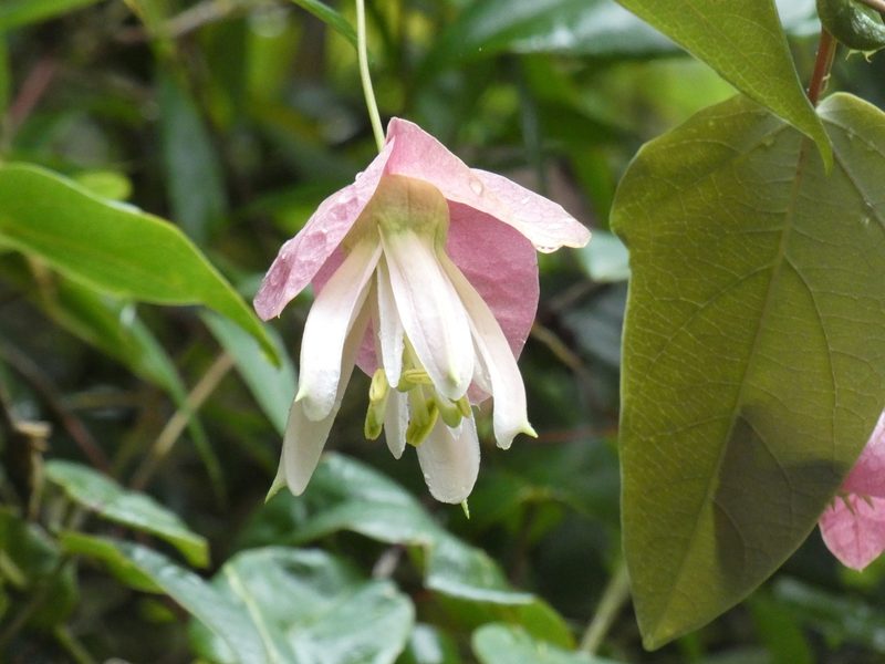 Passiflora catharinensis, photographed by Jean-Paul Boerekamps