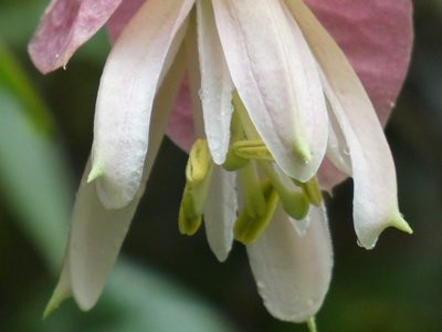 Passiflora catharinensis, photographed by Jean-Paul Boerekamps