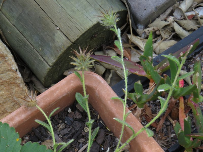 Gorteria personata, photographed by Jeremy Gilmore