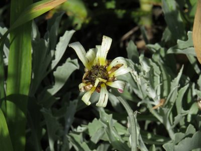 Arctotis stoechadifolia, photographed by Jeremy Gilmore