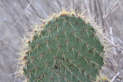 Opuntia oricola, photographed by redrovertracy