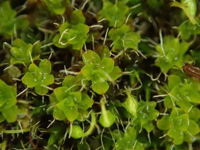 Syntrichia montana, photographed by Daniel Cahen