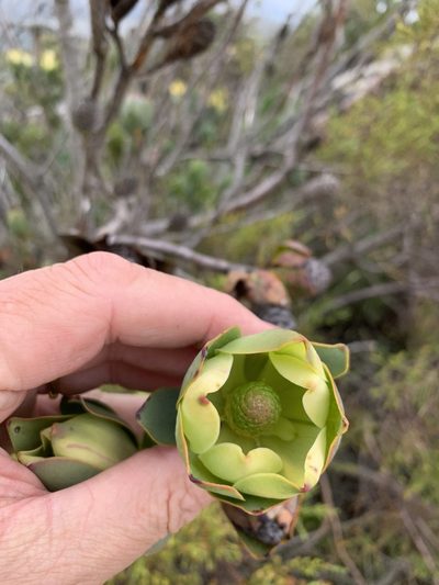 Leucadendron discolor, photographed by Dave Richardson
