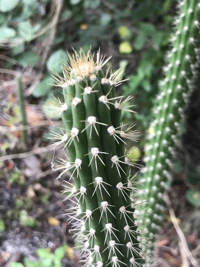 Harrisia aboriginum, photographed by gcschmidt911