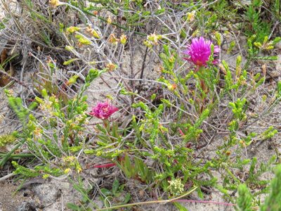 Lampranthus tenuifolius, photographed by Jeremy Gilmore