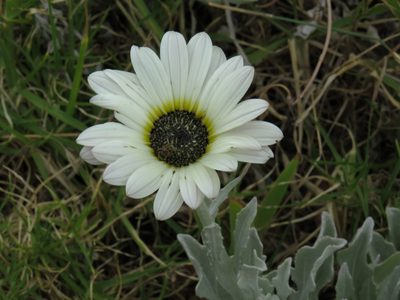 Arctotis stoechadifolia, photographed by Jeremy Gilmore