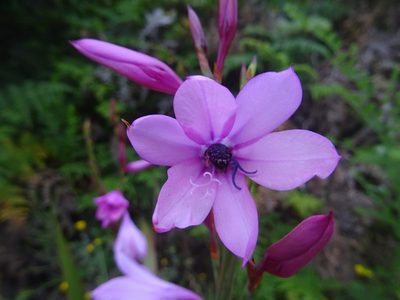 Watsonia borbonica, photographed by Paul Hoekman