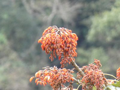 Erythrina falcata, photographed by Jean-Paul Boerekamps