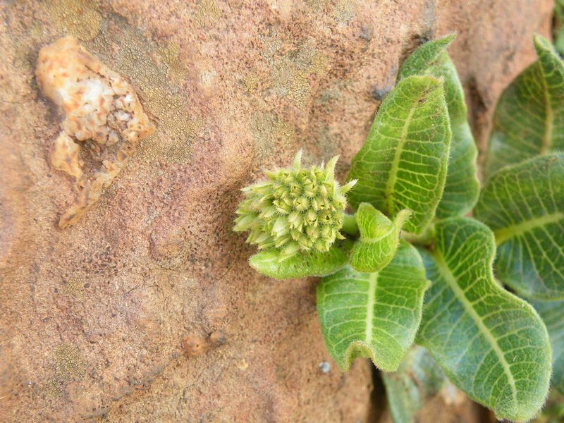 Asclepias albens, photographed by Antoinette Eyssell Knox