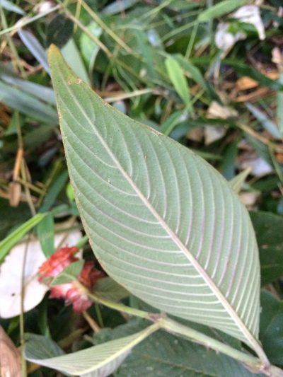Palicourea ruelliifolia, photographed by B. Phalan