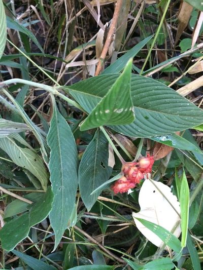 Palicourea ruelliifolia, photographed by B. Phalan