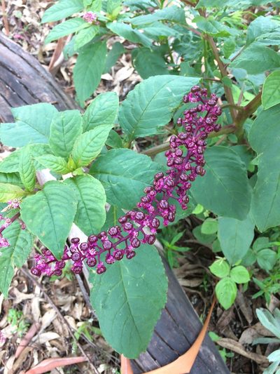 Phytolacca thyrsiflora, photographed by B. Phalan