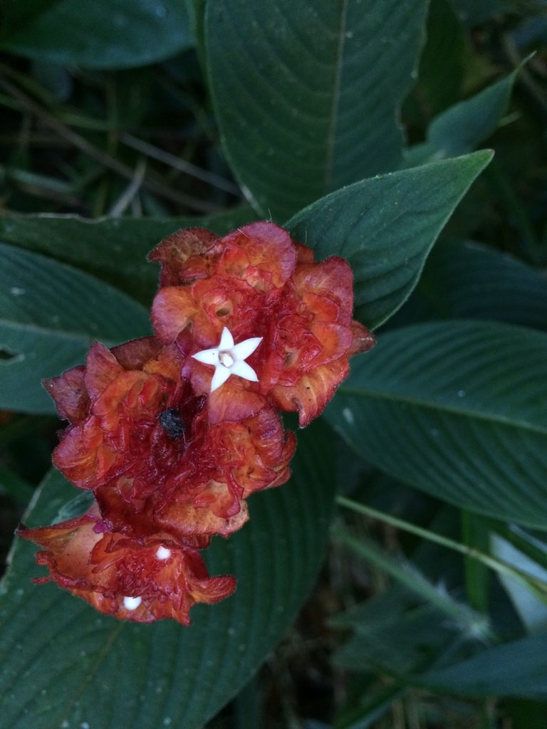 Palicourea ruelliifolia, photographed by B. Phalan